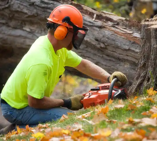 tree services Zephyr Cove